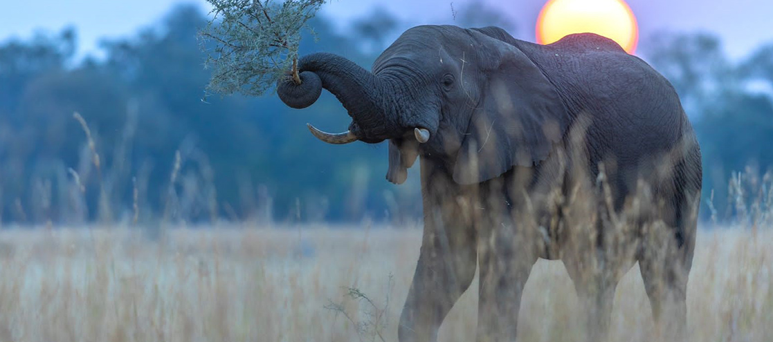 Elephant Highway