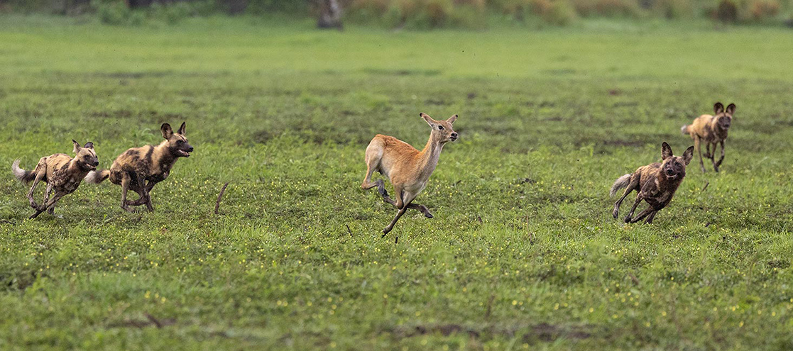 Lechwe Leap